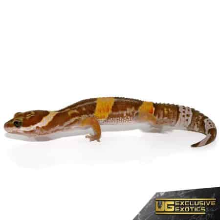 East Indian Leopard Gecko For Sale - Underground Reptiles