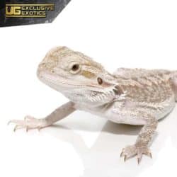 Eastern Bearded Dragon Hybrid For Sale - Underground Reptiles