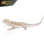 Eastern Bearded Dragon Hybrid For Sale - Underground Reptiles