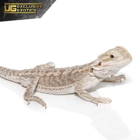 Eastern Bearded Dragon Hybrid For Sale - Underground Reptiles
