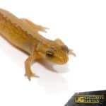 European Smooth Newt For Sale - Underground Reptiles