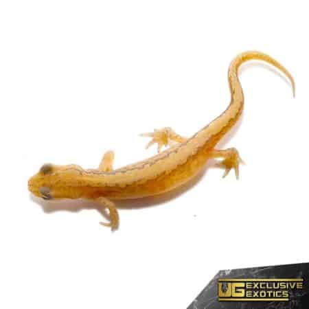 European Smooth Newt For Sale - Underground Reptiles