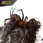 French Guianan Red And Black Curtain Web Spider For Sale - Underground Reptiles