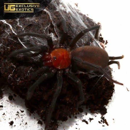 French Guianan Red And Black Curtain Web Spider For Sale - Underground Reptiles