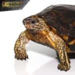 Furrowed Wood Turtle For Sale - Underground Reptiles