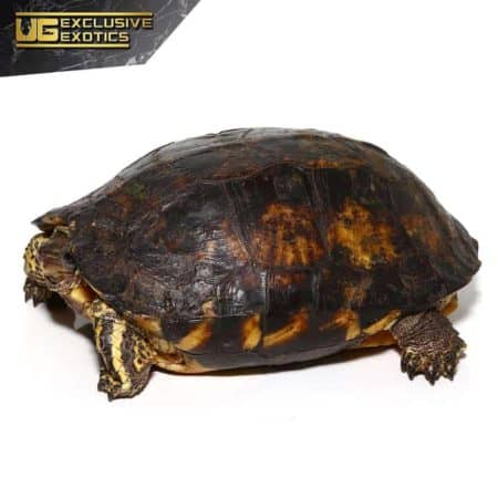 Furrowed Wood Turtle For Sale - Underground Reptiles
