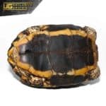 Furrowed Wood Turtle For Sale - Underground Reptiles