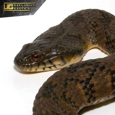 Giant Diamondback Water Snake For Sale - Underground Reptiles