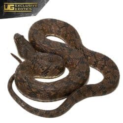 Giant Diamondback Water Snake For Sale - Underground Reptiles