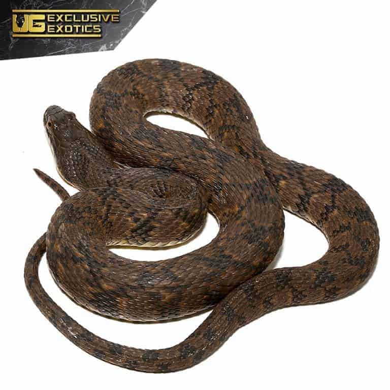 Giant Diamondback Water Snake - Underground Reptiles