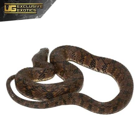 Giant Diamondback Water Snake For Sale - Underground Reptiles