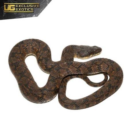 Giant Diamondback Water Snake For Sale - Underground Reptiles