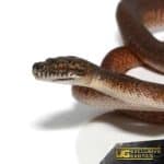 Granite IJ Carpet Python For Sale - Underground Reptiles