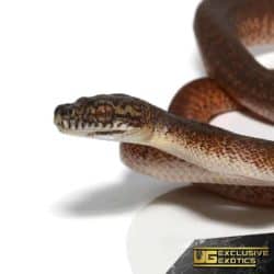 Granite IJ Carpet Python For Sale - Underground Reptiles