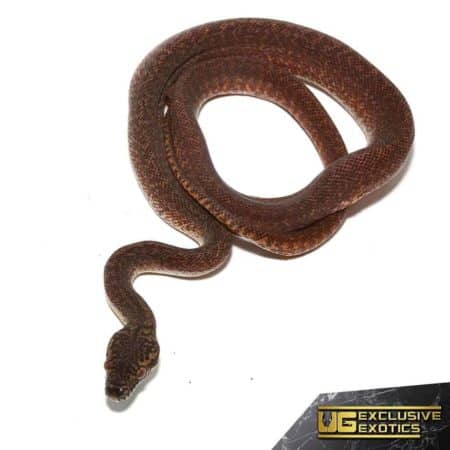 Granite IJ Carpet Python For Sale - Underground Reptiles