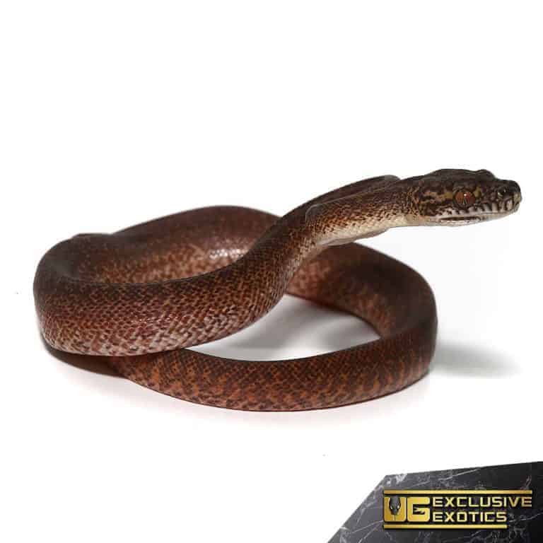 Baby Granite IJ Carpet Pythons For Sale Underground Reptiles