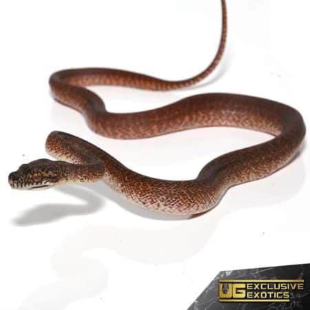 Granite IJ Carpet Python For Sale - Underground Reptiles