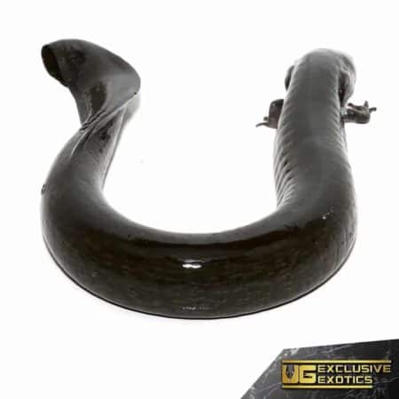 Greater Siren For Sale - Underground Reptiles