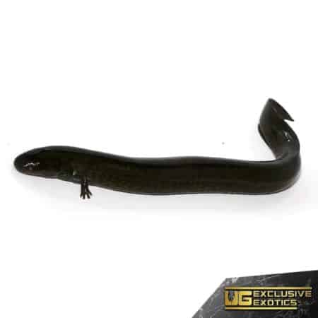 Greater Siren For Sale - Underground Reptiles