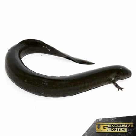 Greater Siren For Sale - Underground Reptiles