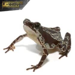 Green Harlequin Toad For Sale - Underground Reptiles