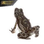 Green Harlequin Toad For Sale - Underground Reptiles