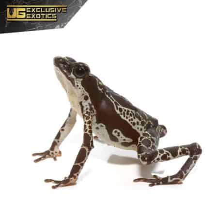 Green Harlequin Toad For Sale - Underground Reptiles