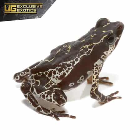 Green Harlequin Toad For Sale - Underground Reptiles