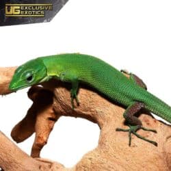 Green Keeled Bellied Lizard For Sale - Underground Reptiles