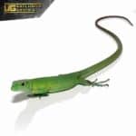 Green Keeled Bellied Lizard For Sale - Underground Reptiles
