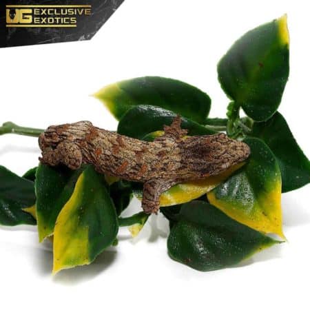 Baby High Pink Nu Ana Leachianus Gecko For Sale - Underground Reptiles