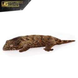 Baby High Pink Nu Ana Leachianus Gecko For Sale - Underground Reptiles