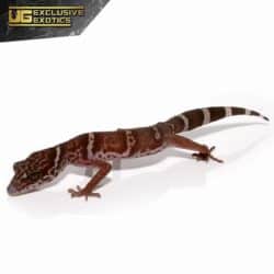 Huuliensis Cave Gecko For Sale - Underground Reptiles