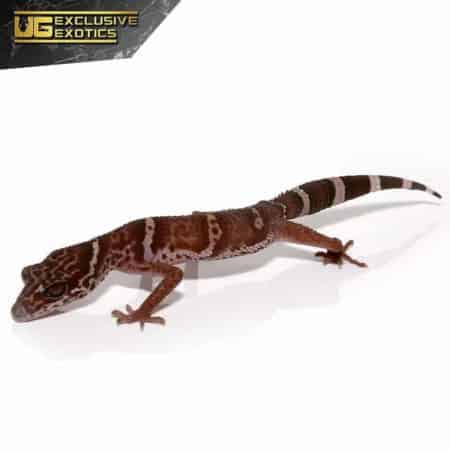 Huuliensis Cave Gecko For Sale - Underground Reptiles