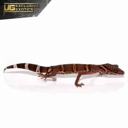 Huuliensis Cave Gecko For Sale - Underground Reptiles