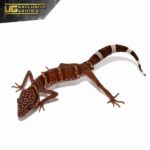 Huuliensis Cave Gecko For Sale - Underground Reptiles