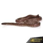 Hypermel Mendota Mud Morph California Kingsnake For Sale - Underground Reptiles