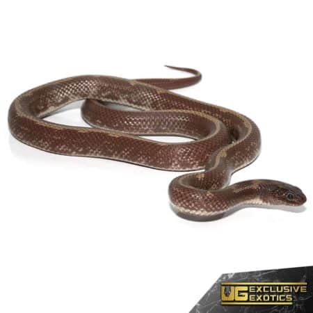 Female Hypermel Mendota Mud Morph California Kingsnake - Underground ...