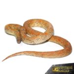 Hypo Blotched Kingsnake For Sale - Underground Reptiles