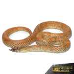 Hypo Blotched Kingsnake For Sale - Underground Reptiles