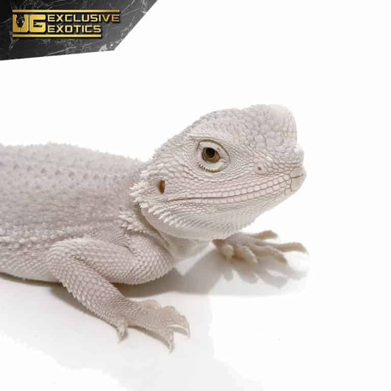 Hypo Zero Bearded Dragon For Sale Underground Reptiles