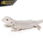 Hypo Zero Bearded Dragon For Sale - Underground Reptiles