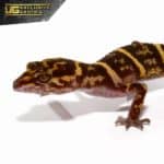 Kume Cave Gecko For Sale - Underground Reptiles