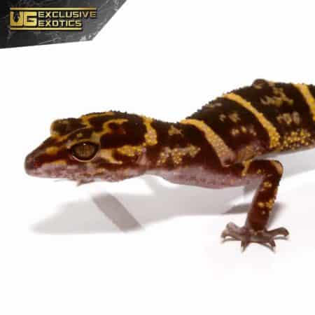 Kume Cave Gecko For Sale - Underground Reptiles