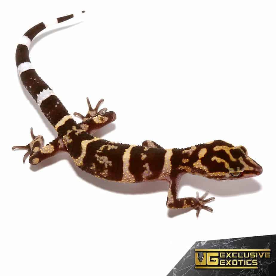 Kume Cave Geckos (Goniurosaurus yamashinae) For Sale - Underground Reptiles