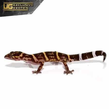 Kume Cave Gecko For Sale - Underground Reptiles