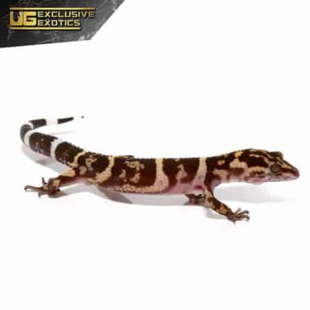 Kume Cave Gecko For Sale - Underground Reptiles
