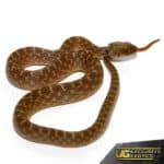 Madagascar Cat Eye Snake For Sale - Underground Reptiles