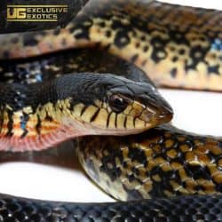 Madagascar Giant Hognose Snake For Sale - Underground Reptiles