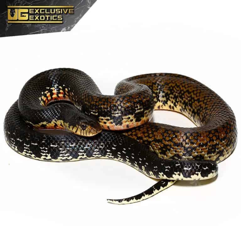Madagascar Giant Hognose Snakes For Sale - Underground Reptiles